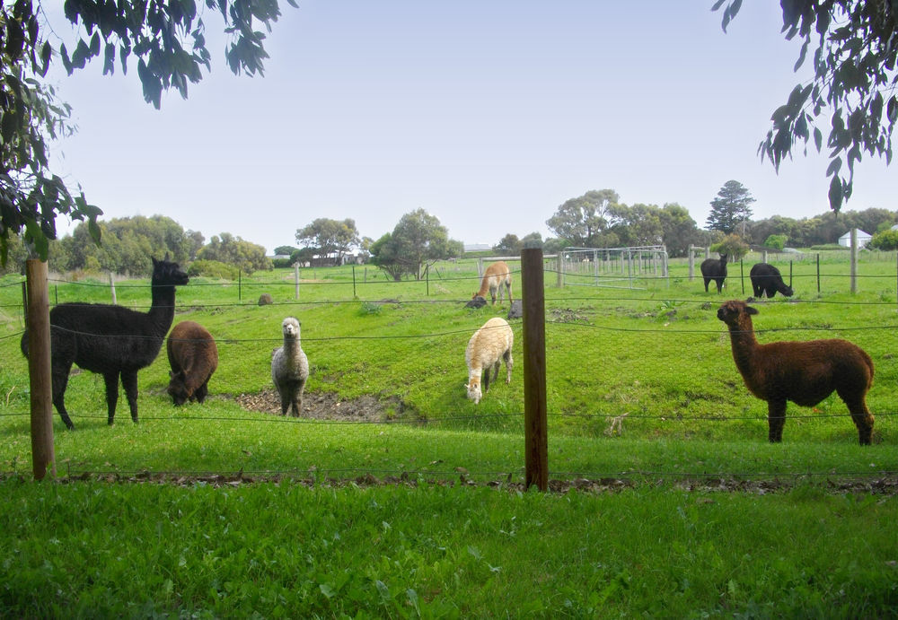 Clonmara Country House And Cottages Port Fairy Luaran gambar